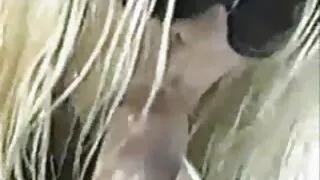Лесбіянки коротке порно відео ніжно лижуть кицьки і закінчують із задоволенням